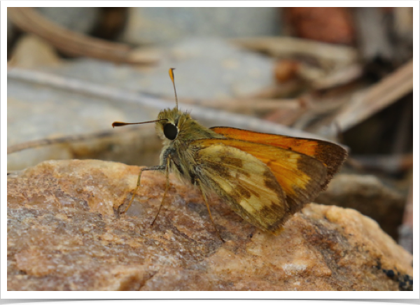 Taxiles Skipper (male)